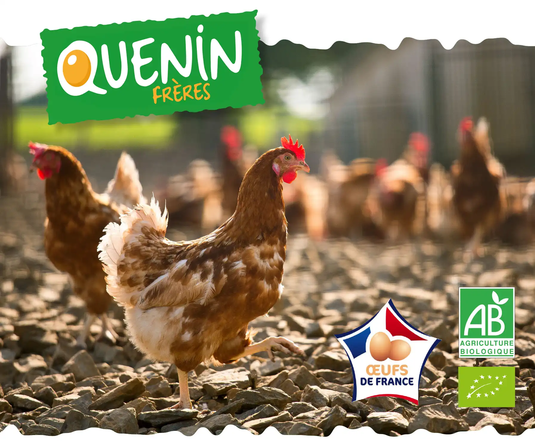 Quenin Frères distributeurs d'œufs frais et bio